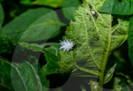 Coccinellidae Larva Hunted Camponotus Parius Ant - Ladybugs - Animal India