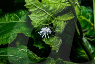 Coccinellidae Larva Hunted Camponotus Parius Ant - Ladybugs - Animal India