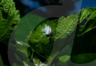 Coccinellidae Larva Hunted Camponotus Parius Ant - Ladybugs - Animal India