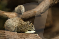 Inside The Wilhelma Zoo In Stuttgart, Germany
