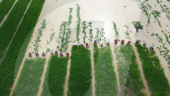 Rice Seedling Transplantation