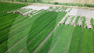 Rice Seedling Transplantation