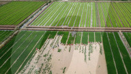 Rice Seedling Transplantation