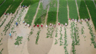 Rice Seedling Transplantation
