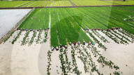 Rice Seedling Transplantation
