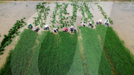 Rice Seedling Transplantation