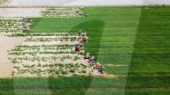 Rice Seedling Transplantation