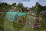 The mystery of the peacocks plaguing Tutbury village.