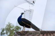 The mystery of the peacocks plaguing Tutbury village.