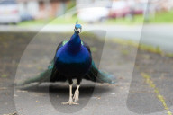 The mystery of the peacocks plaguing Tutbury village.