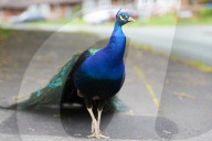 The mystery of the peacocks plaguing Tutbury village.