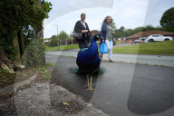 The mystery of the peacocks plaguing Tutbury village.