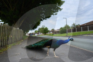 The mystery of the peacocks plaguing Tutbury village.
