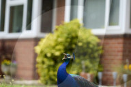 The mystery of the peacocks plaguing Tutbury village.