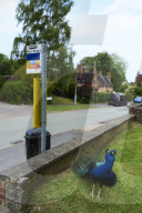 The mystery of the peacocks plaguing Tutbury village.