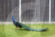 The mystery of the peacocks plaguing Tutbury village.