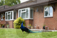 The mystery of the peacocks plaguing Tutbury village.