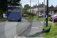 The mystery of the peacocks plaguing Tutbury village.