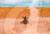 Spider Wasps - Spider-hunting Wasps - Pompilidae - Ferocious Wasp - Animal India