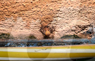 Spider Wasps - Spider-hunting Wasps - Pompilidae - Ferocious Wasp - Animal India