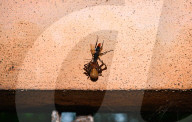 Spider Wasps - Spider-hunting Wasps - Pompilidae - Ferocious Wasp - Animal India