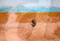Spider Wasps - Spider-hunting Wasps - Pompilidae - Ferocious Wasp - Animal India