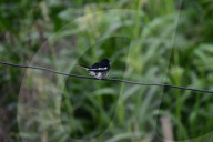 The Oriental Magpie Robin