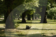 Cyclists Enjoying A Sunny Ride Through Rosensteinpark, Stuttgart 