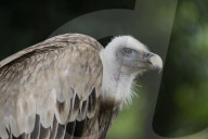 35th Anniversary Of The Cabarceno Nature Park
