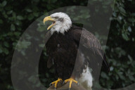 35th Anniversary Of The Cabarceno Nature Park