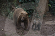 35th Anniversary Of The Cabarceno Nature Park