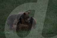 35th Anniversary Of The Cabarceno Nature Park