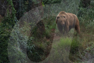 35th Anniversary Of The Cabarceno Nature Park