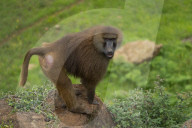 35th Anniversary Of The Cabarceno Nature Park