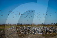 Waste Processing In Firmat, Argentina