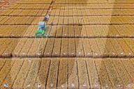 Wheat Harvesting in Yantai