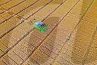 Wheat Harvesting in Yantai