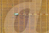 Wheat Harvesting in Yantai