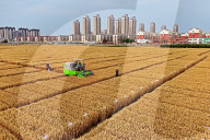 Wheat Harvesting in Yantai