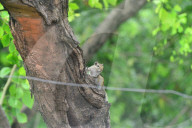 India Animal