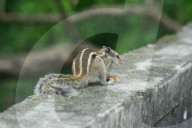 India Animal