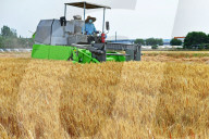 Wheat Harvesting in Yantai