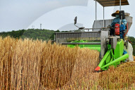 Wheat Harvesting in Yantai
