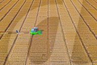 Wheat Harvesting in Yantai