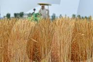 Wheat Harvesting in Yantai