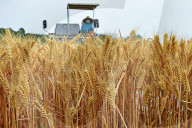 Wheat Harvesting in Yantai