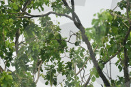 India Bird Parrot