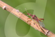 Scentless Plant Bug