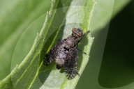 Signal Fly