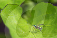 Long-legged Fly